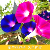 牵牛花种孑花籽四季开花易种易活庭院阳台室外盆栽爬藤喇叭花
