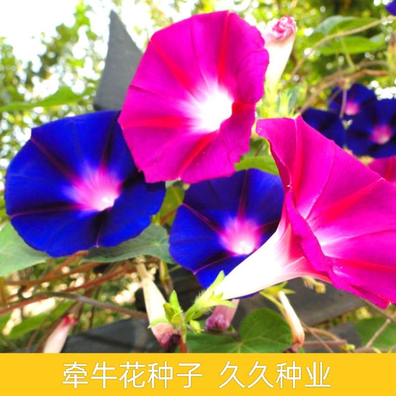 牵牛花种孑花籽四季开花易种易活庭院阳台室外盆栽爬藤喇叭花