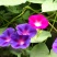 牵牛花种孑花籽四季开花易种易活庭院阳台室外盆栽爬藤喇叭花