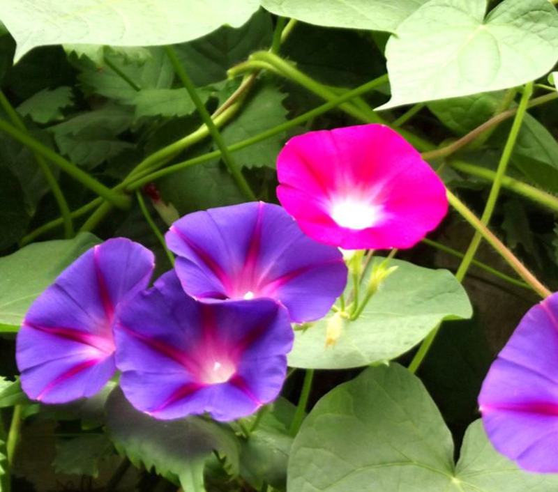 牵牛花种孑花籽四季开花易种易活庭院阳台室外盆栽爬藤喇叭花