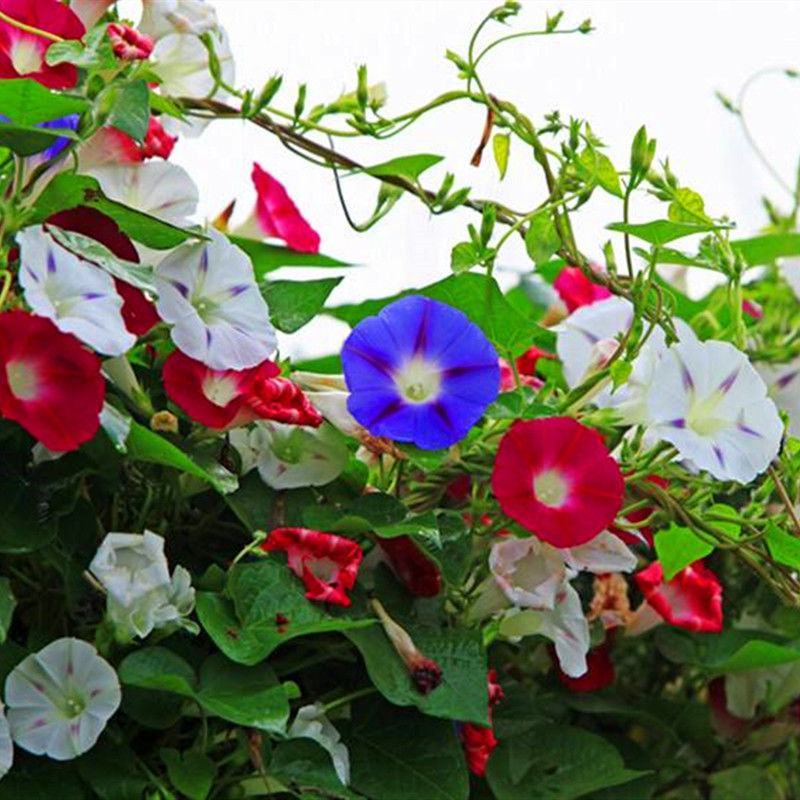 牵牛花种孑花籽四季开花易种易活庭院阳台室外盆栽爬藤喇叭花