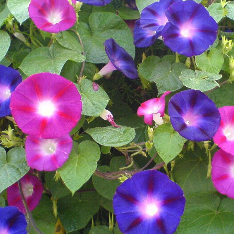 牵牛花种孑花籽四季开花易种易活庭院阳台室外盆栽爬藤喇叭花