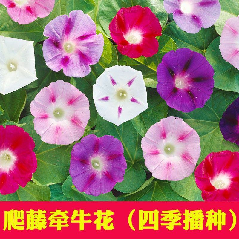 牵牛花种孑花籽四季开花易种易活庭院阳台室外盆栽爬藤喇叭花