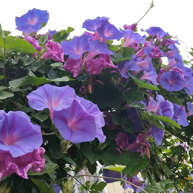 牵牛花种孑花籽四季开花易种易活庭院阳台室外盆栽爬藤喇叭花