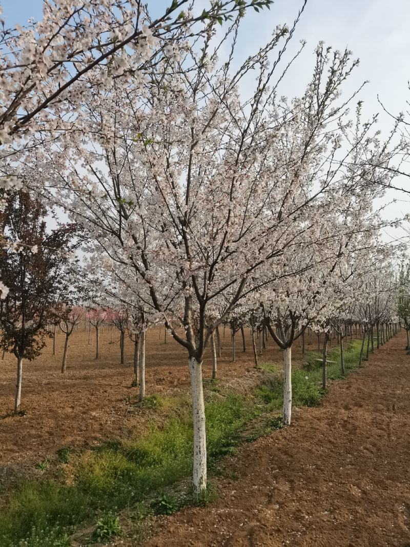 樱花，晚樱，早樱，染景吉野樱花