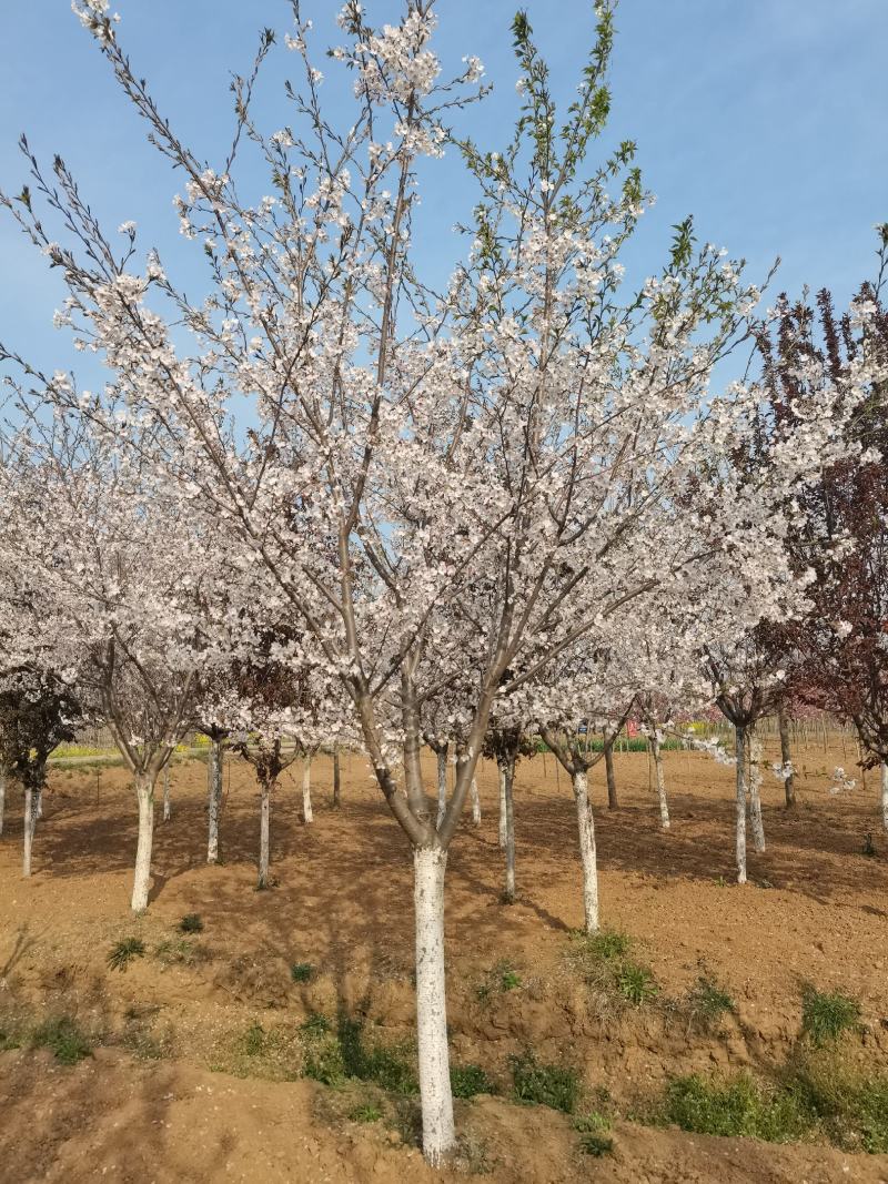 樱花，晚樱，早樱，染景吉野樱花