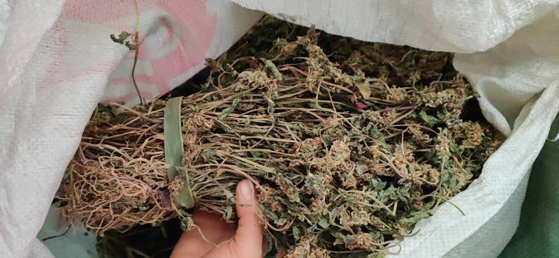 白毛夏枯草，筋骨草，散血草