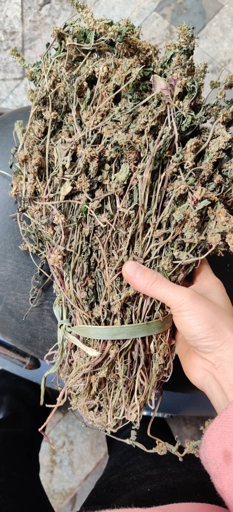 白毛夏枯草，筋骨草，散血草