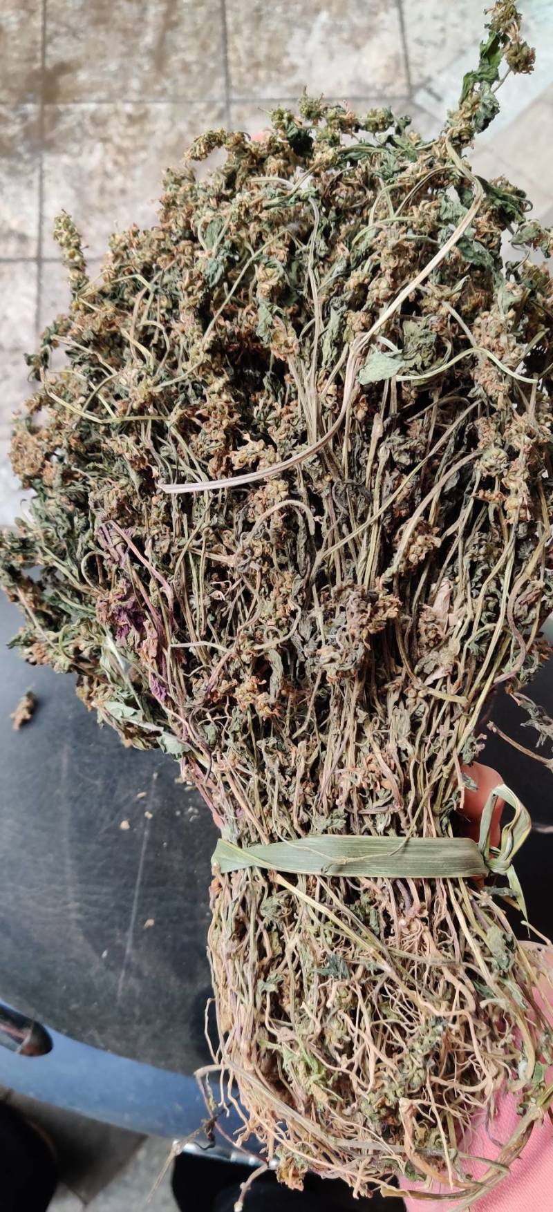 白毛夏枯草，筋骨草，散血草