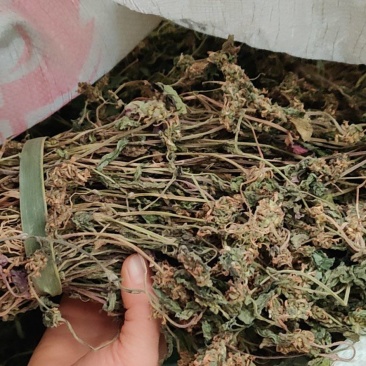 白毛夏枯草，筋骨草，散血草