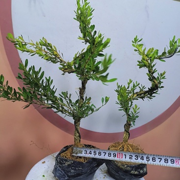 广东雀舌黄杨杯苗素材，有初步定型好S型，上好铝线的带杯发