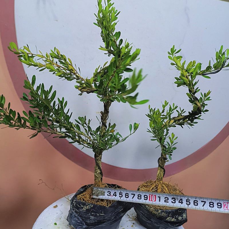 广东雀舌黄杨杯苗素材，有初步定型好S型，上好铝线的带杯发