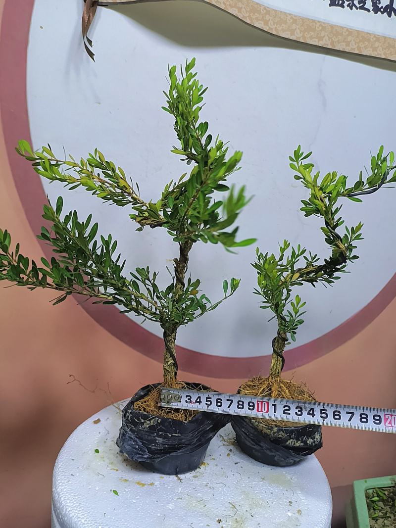 广东雀舌黄杨杯苗素材，有初步定型好S型，上好铝线的带杯发