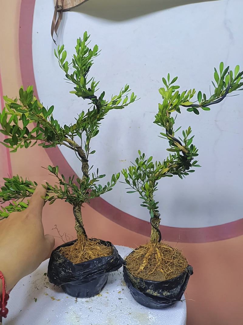 广东雀舌黄杨杯苗素材，有初步定型好S型，上好铝线的带杯发