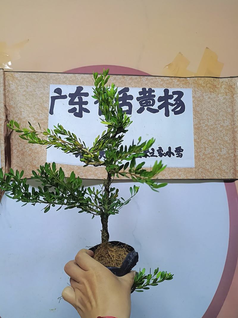 广东雀舌黄杨杯苗素材，有初步定型好S型，上好铝线的带杯发