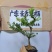 广东雀舌黄杨杯苗素材，有初步定型好S型，上好铝线的带杯发
