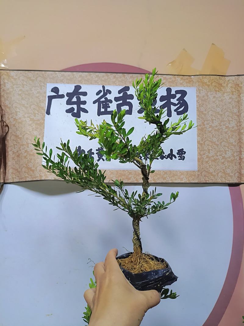 广东雀舌黄杨杯苗素材，有初步定型好S型，上好铝线的带杯发