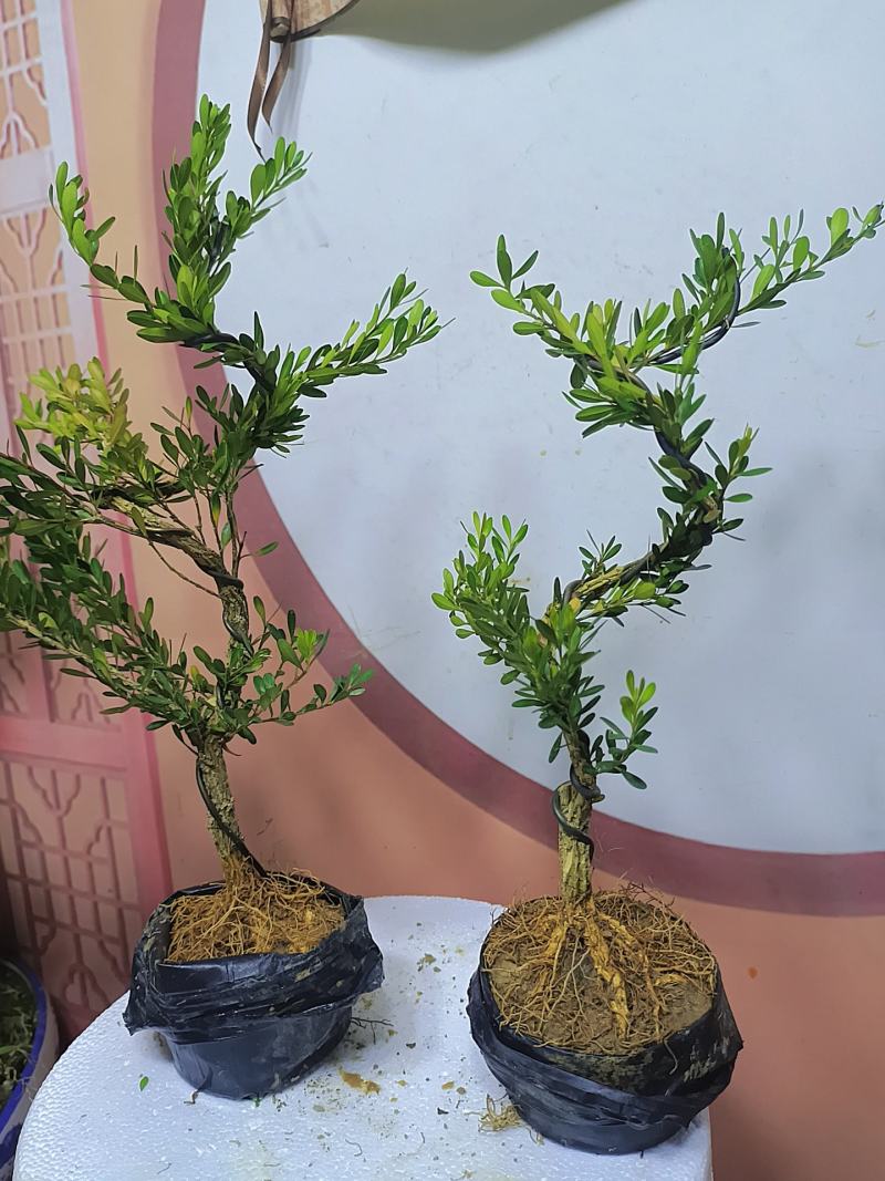 广东雀舌黄杨杯苗素材，有初步定型好S型，上好铝线的带杯发