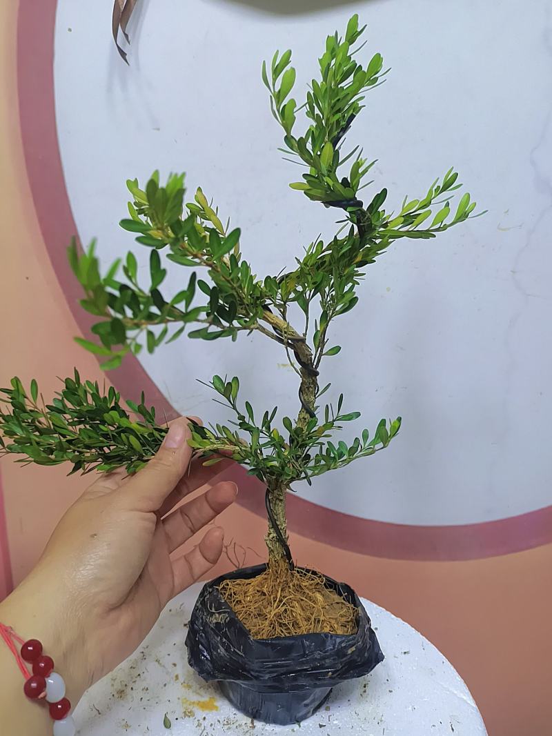 广东雀舌黄杨杯苗素材，有初步定型好S型，上好铝线的带杯发