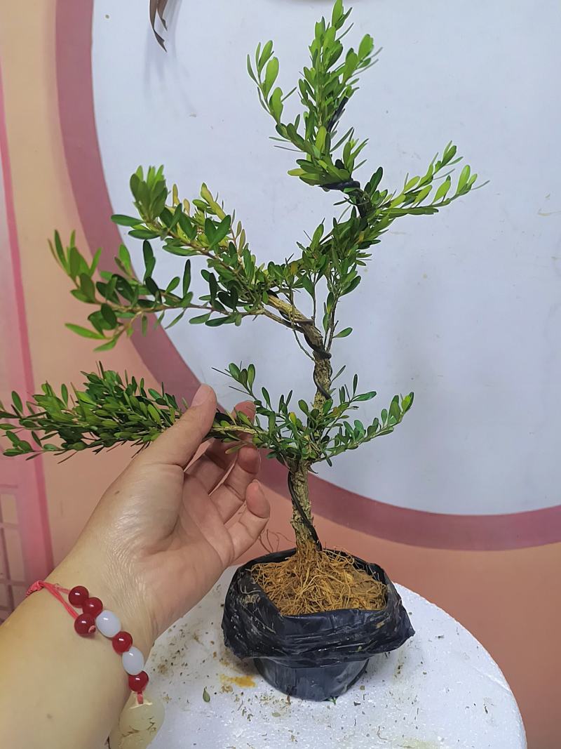 广东雀舌黄杨杯苗素材，有初步定型好S型，上好铝线的带杯发