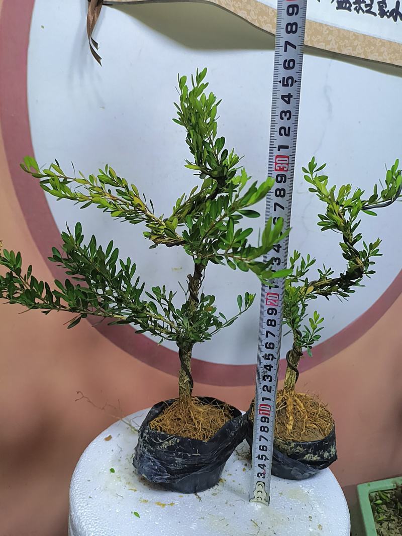 广东雀舌黄杨杯苗素材，有初步定型好S型，上好铝线的带杯发