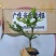 广东雀舌黄杨杯苗素材，有初步定型好S型，上好铝线的带杯发