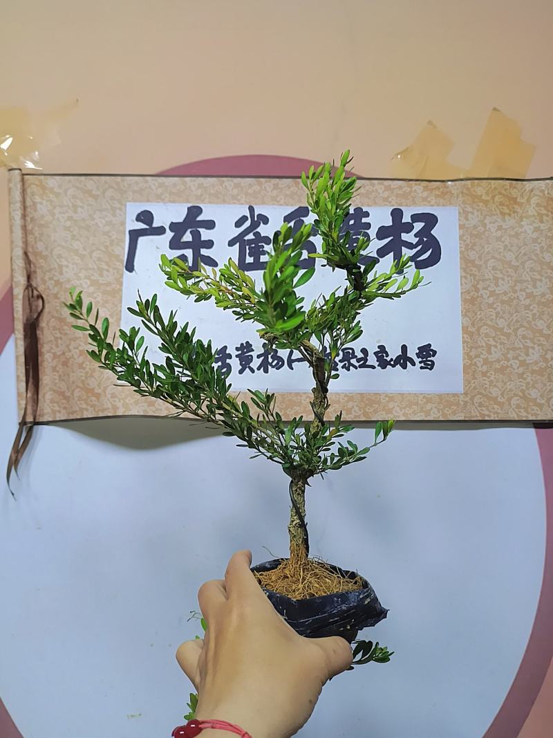 广东雀舌黄杨杯苗素材，有初步定型好S型，上好铝线的带杯发