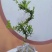 广东雀舌黄杨杯苗素材，有初步定型好S型，上好铝线的带杯发