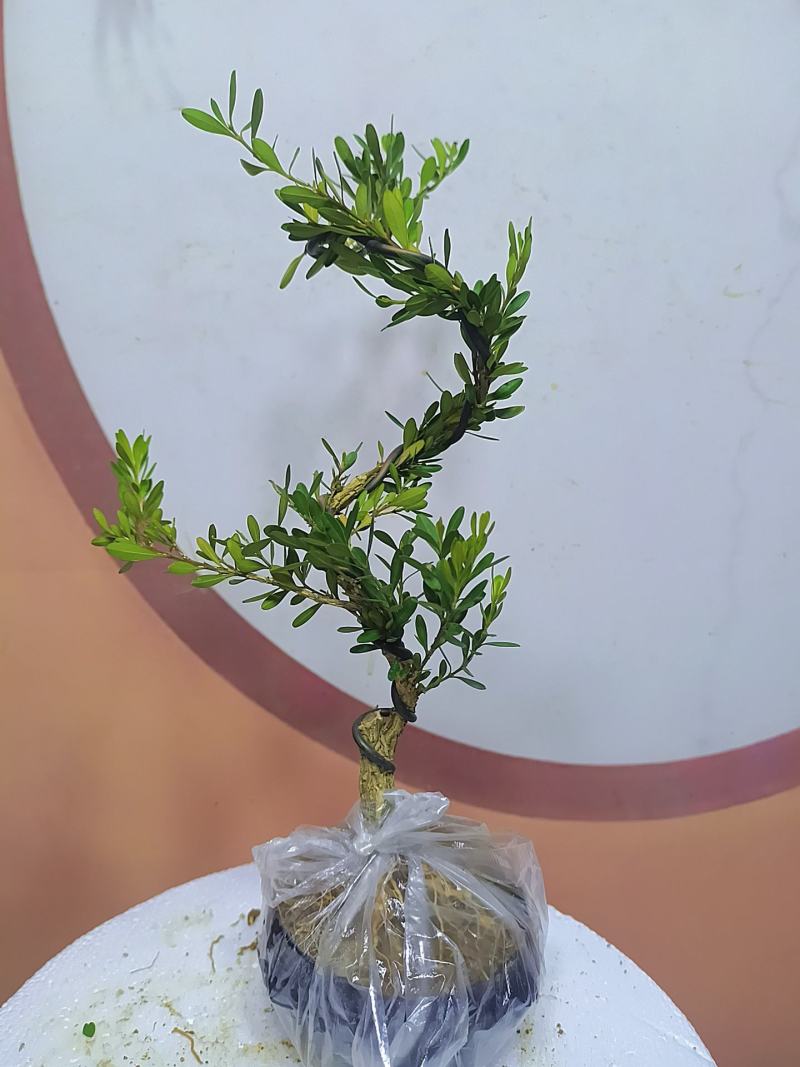 广东雀舌黄杨杯苗素材，有初步定型好S型，上好铝线的带杯发