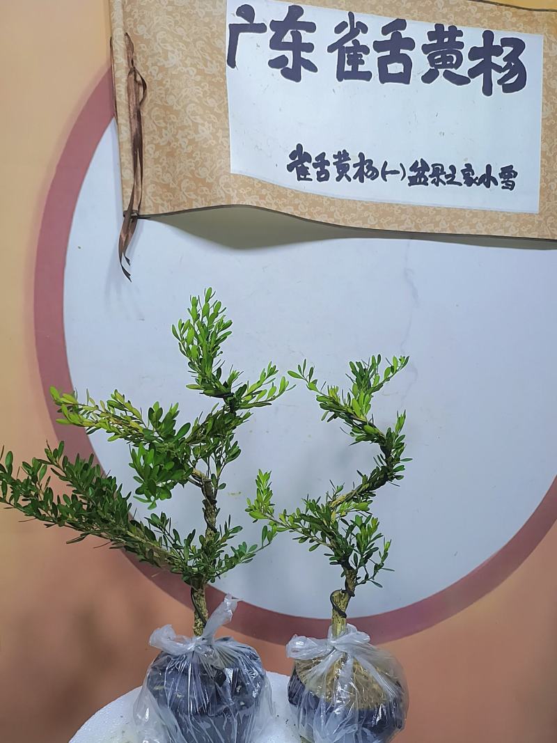 广东雀舌黄杨杯苗素材，有初步定型好S型，上好铝线的带杯发