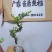 广东雀舌黄杨杯苗素材，有初步定型好S型，上好铝线的带杯发