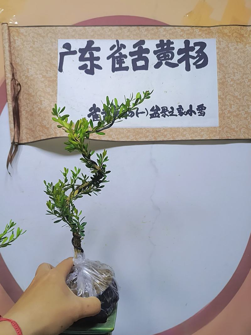 广东雀舌黄杨杯苗素材，有初步定型好S型，上好铝线的带杯发