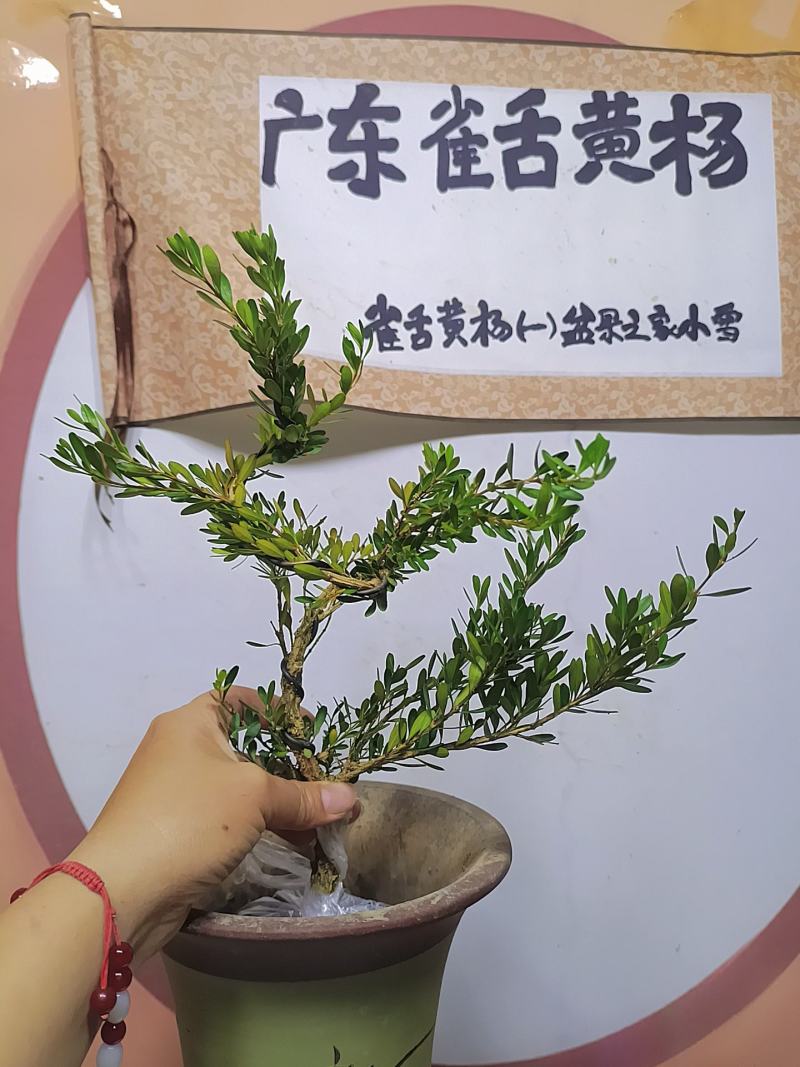 广东雀舌黄杨杯苗素材，有初步定型好S型，上好铝线的带杯发