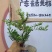 广东雀舌黄杨杯苗素材，有初步定型好S型，上好铝线的带杯发
