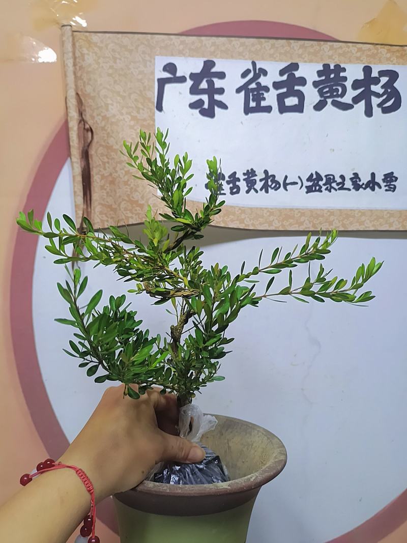广东雀舌黄杨杯苗素材，有初步定型好S型，上好铝线的带杯发