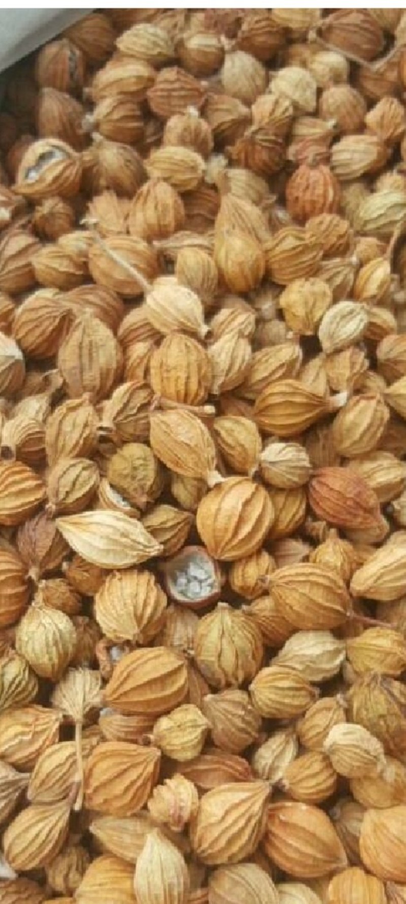 新货贵州香砂精品开口少颜色好炖卤香料火锅底料，批零兼营