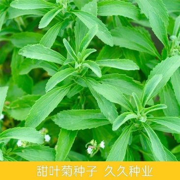 甜叶菊种子甜菊香草种子甜菊叶花草茶阳台花卉四季播种蔬菜