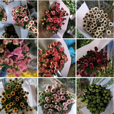 彩菊小雏菊现采现发！质量保证