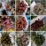 彩菊小雏菊现采现发！质量保证
