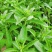 甜叶菊种子甜菊香草种子甜菊叶花草茶阳台花卉四季播种蔬菜
