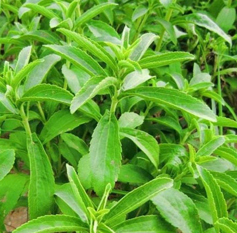 甜叶菊种子甜菊香草种子甜菊叶花草茶阳台花卉四季播种蔬菜