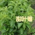 甜叶菊种子甜菊香草种子甜菊叶花草茶阳台花卉四季播种蔬菜