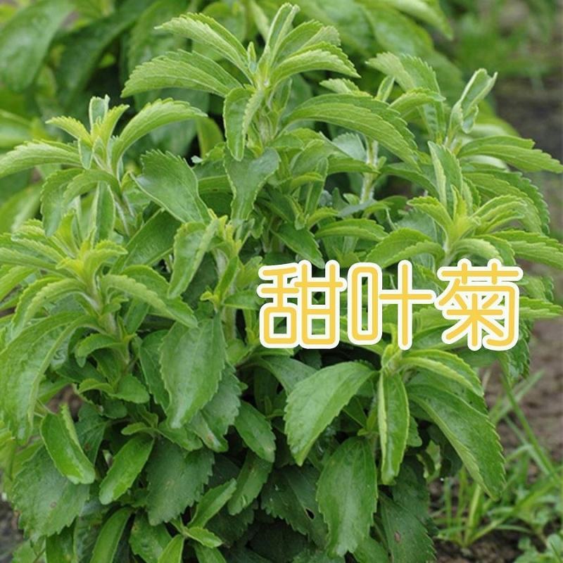 甜叶菊种子甜菊香草种子甜菊叶花草茶阳台花卉四季播种蔬菜