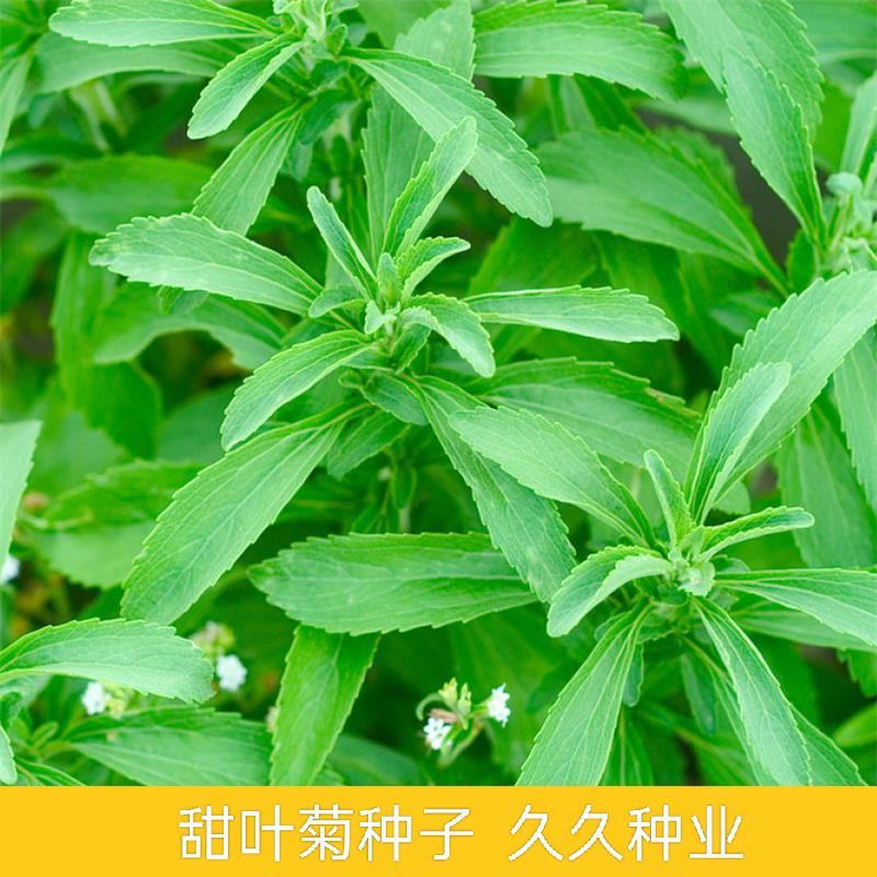 甜叶菊种子甜菊香草种子甜菊叶花草茶阳台花卉四季播种蔬菜