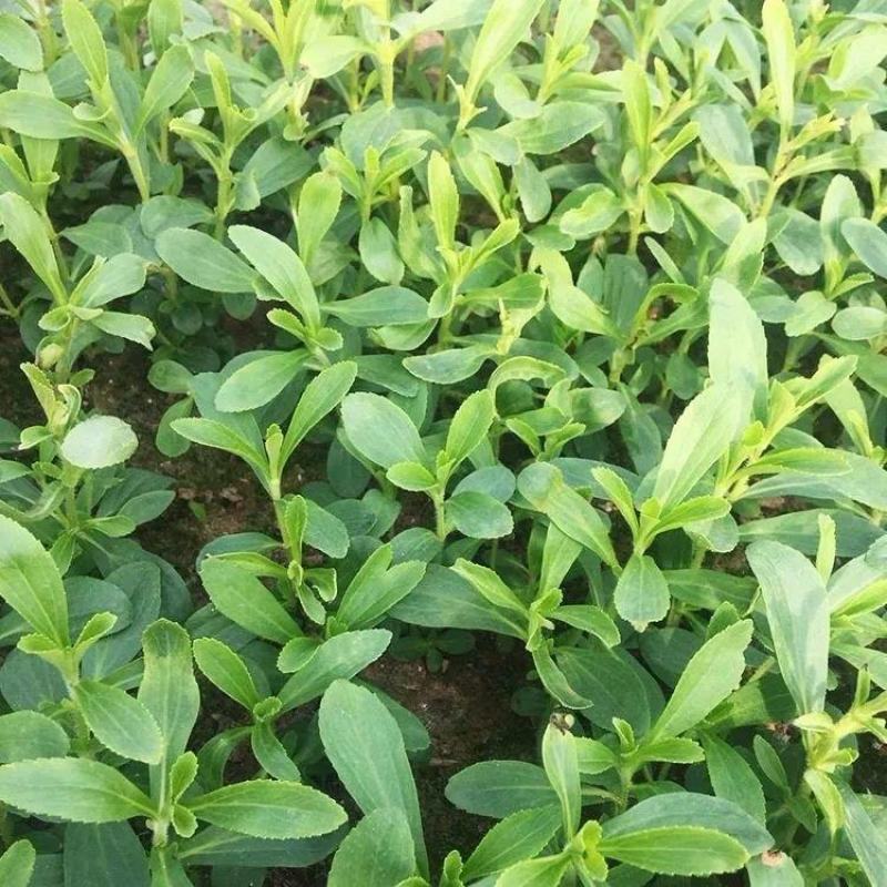 甜叶菊种子甜菊香草种子甜菊叶花草茶阳台花卉四季播种蔬菜