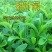 甜叶菊种子甜菊香草种子甜菊叶花草茶阳台花卉四季播种蔬菜