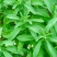 甜叶菊种子甜菊香草种子甜菊叶花草茶阳台花卉四季播种蔬菜