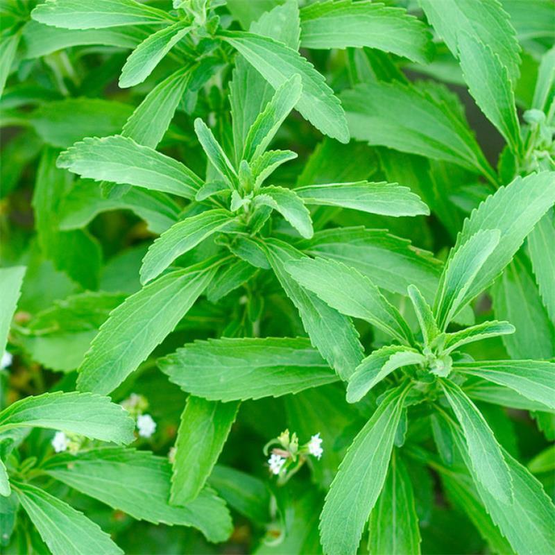 甜叶菊种子甜菊香草种子甜菊叶花草茶阳台花卉四季播种蔬菜