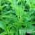 甜叶菊种子甜菊香草种子甜菊叶花草茶阳台花卉四季播种蔬菜