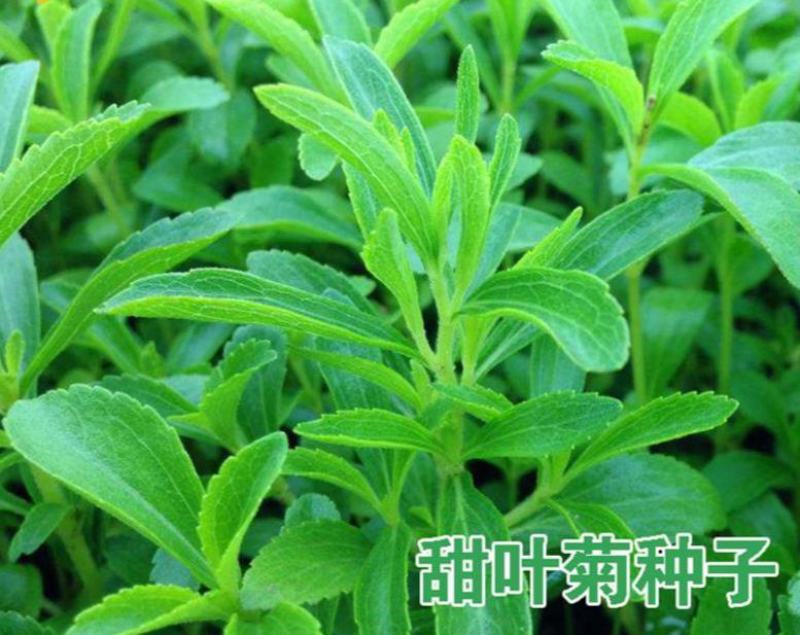 甜叶菊种子甜菊香草种子甜菊叶花草茶阳台花卉四季播种蔬菜